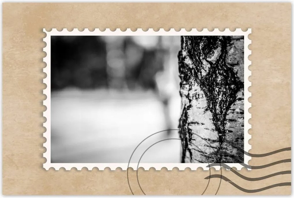 Poszterek 90x60 Nyírfa