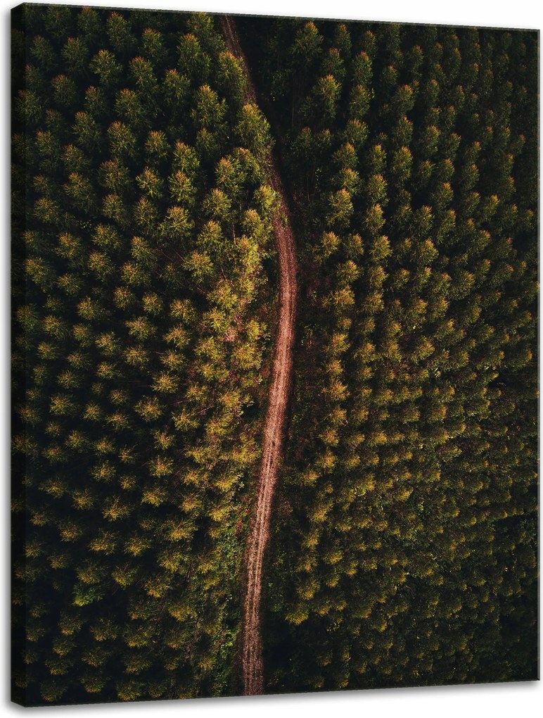 Vászonkép Természet Erdei ösvények felülről 30x40