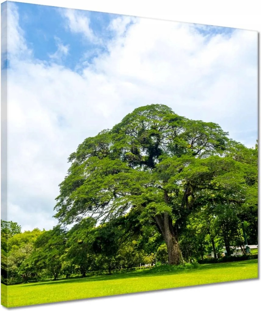 Vászonkép 40x40 Örökzöld park