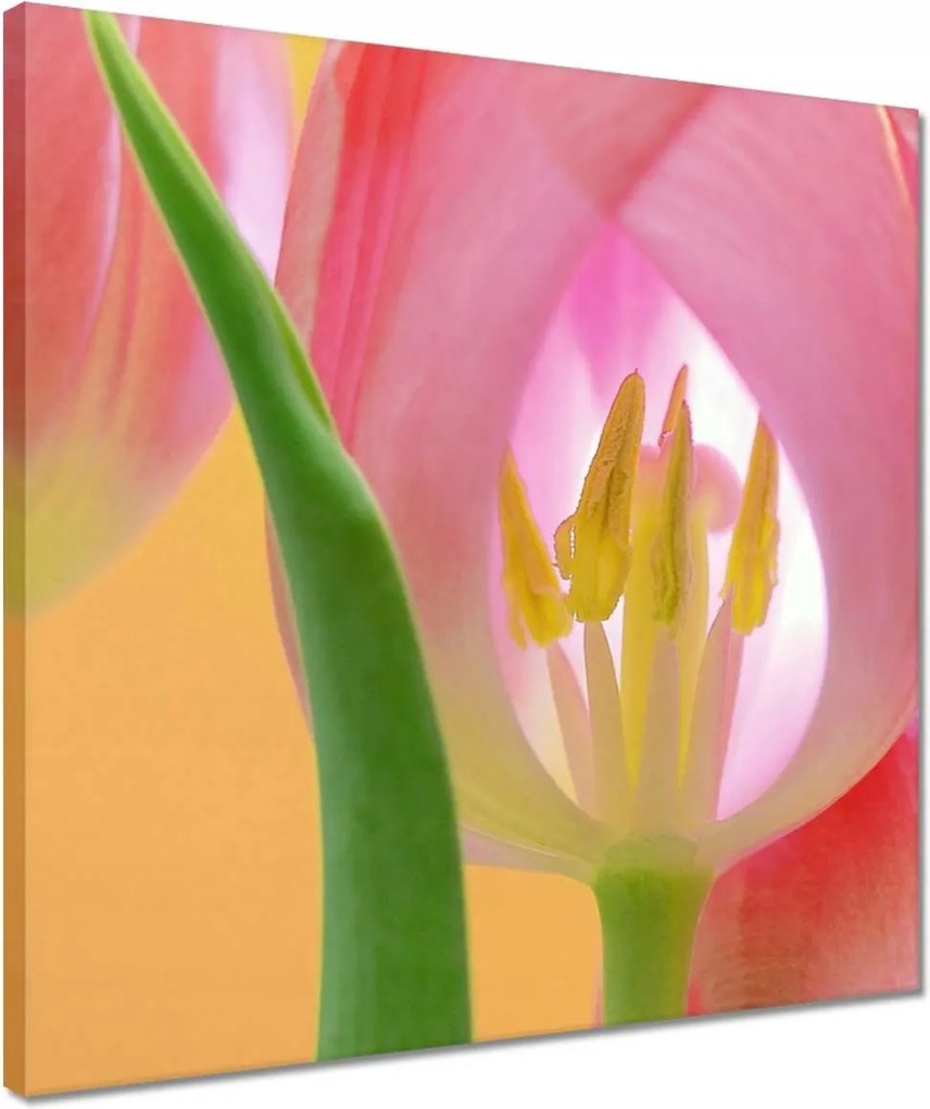 Vászonkép 40x40 Rózsaszín tulipánok