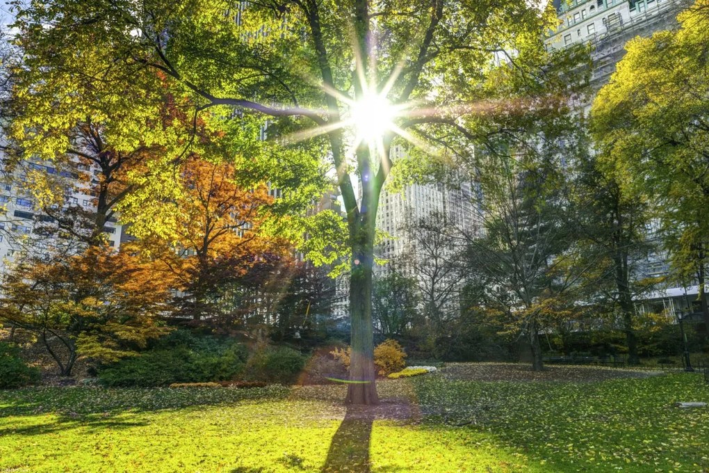 Poszter 45x30cm Napsugarak a fákon át a parkban, Assaf Frank