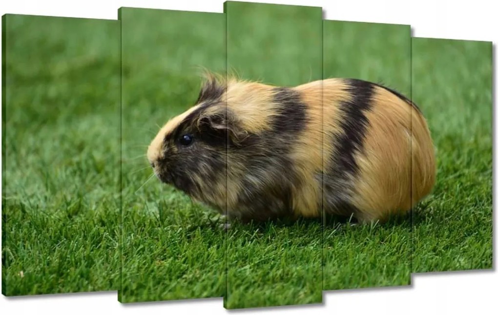 Vászonkép 100x60 Tengerimalac