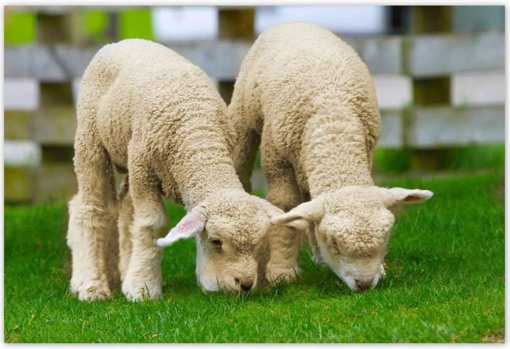 Poszterek 200x135 Gyapjú barátok