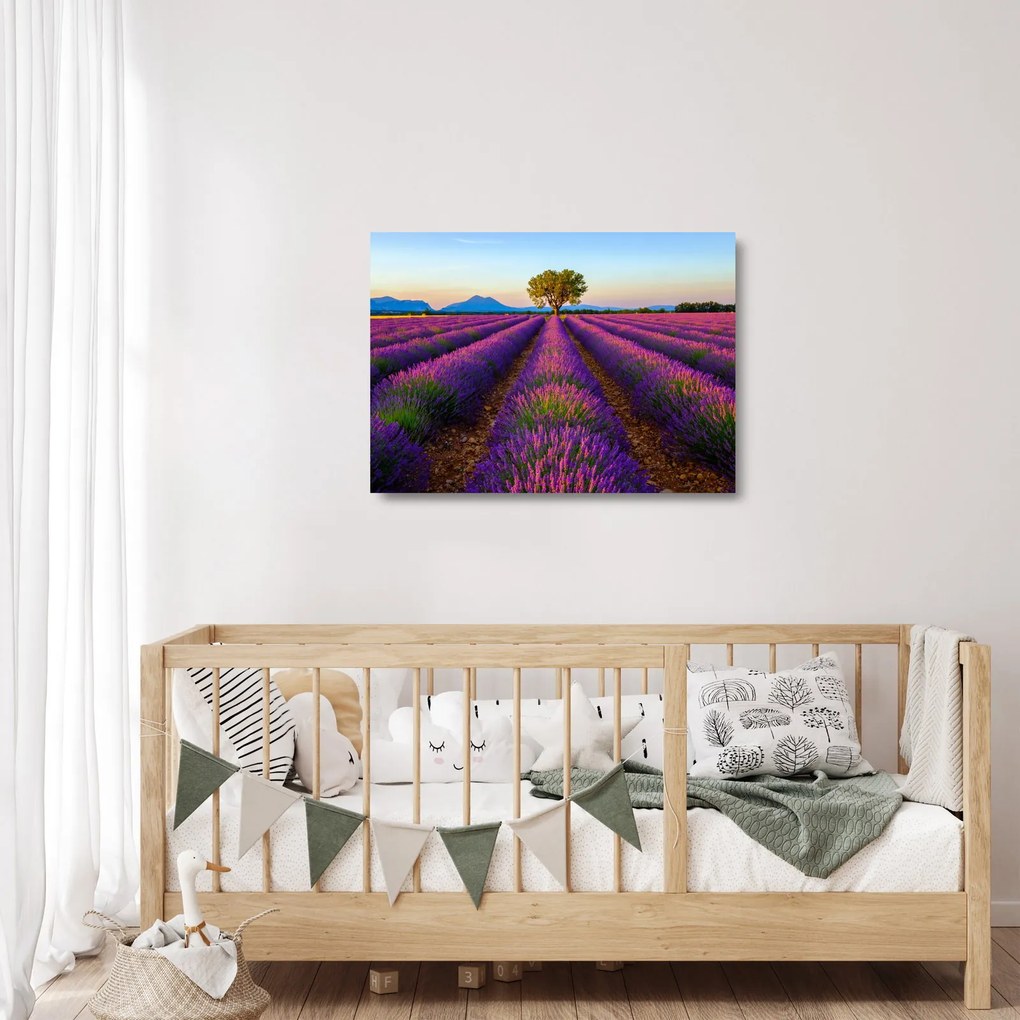 Üveg kép - Levendula mező (70x50 cm)