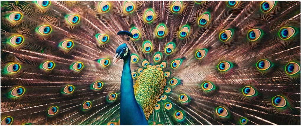 Kép - Páva (120x50 cm)
