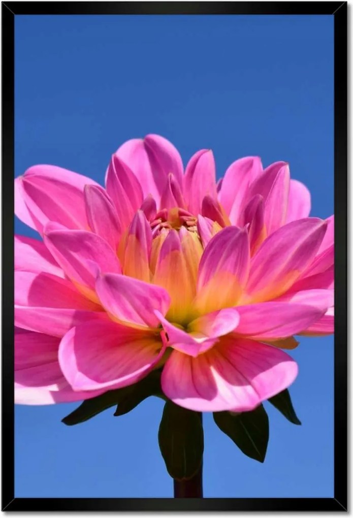 Poszterek keretben 40x60 Dália