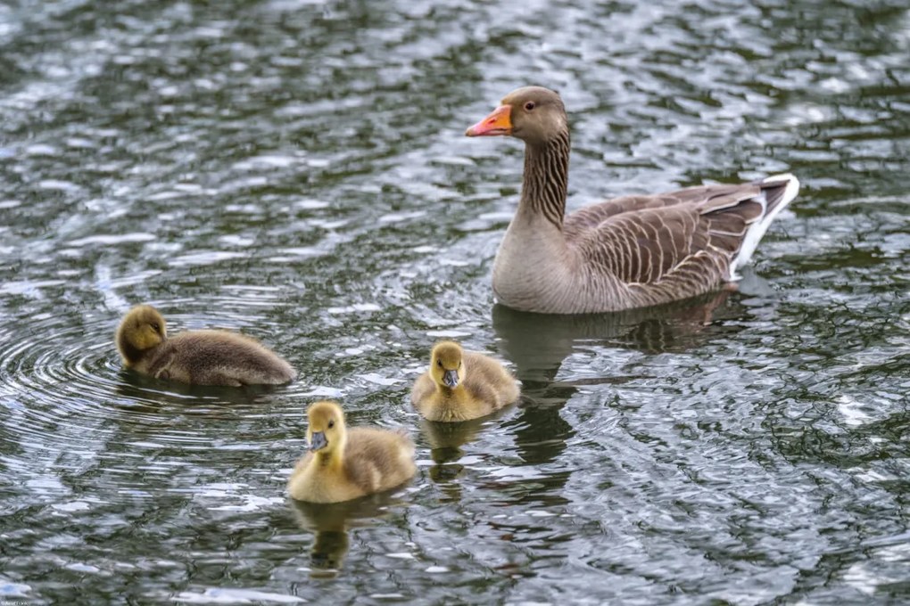 Poszter 60x40cm Lúd és anyja, Assaf Frank