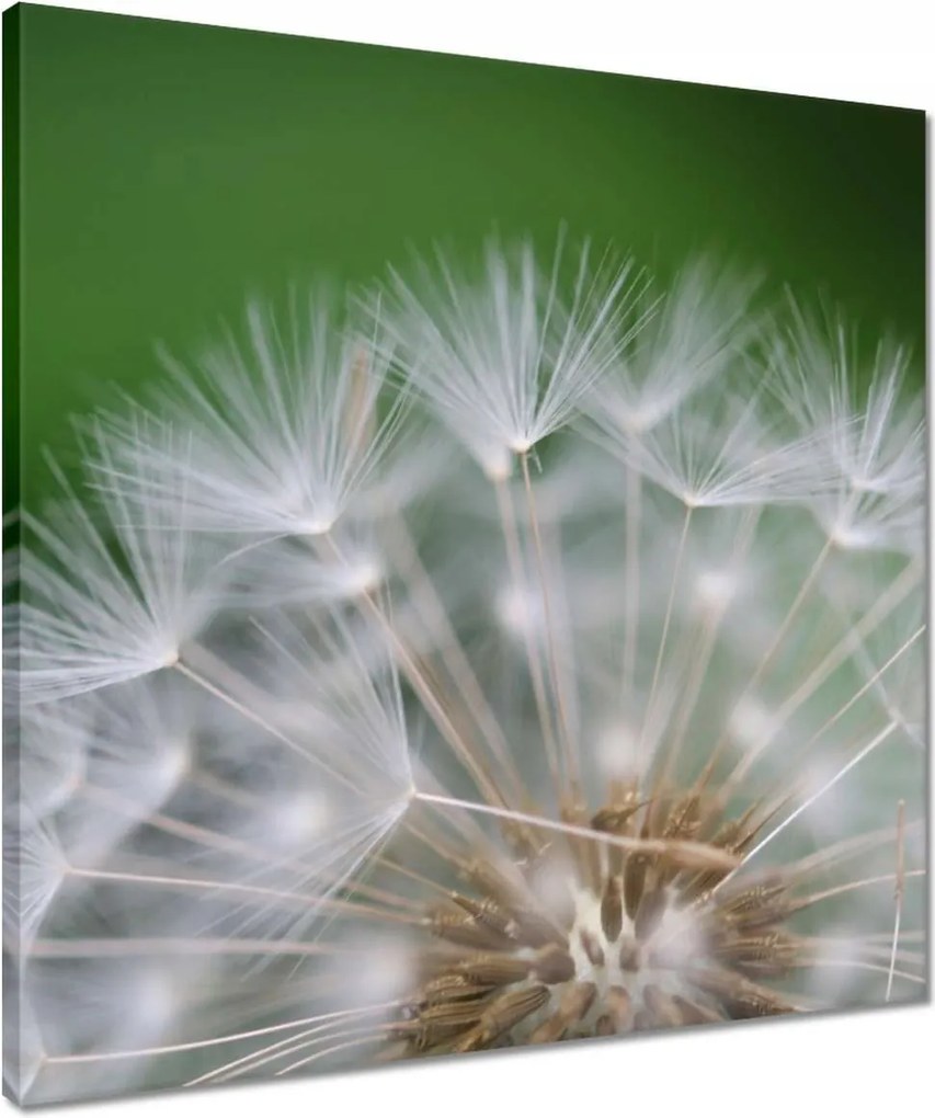 Vászonkép 50x50 Pitypang Virág Virágok