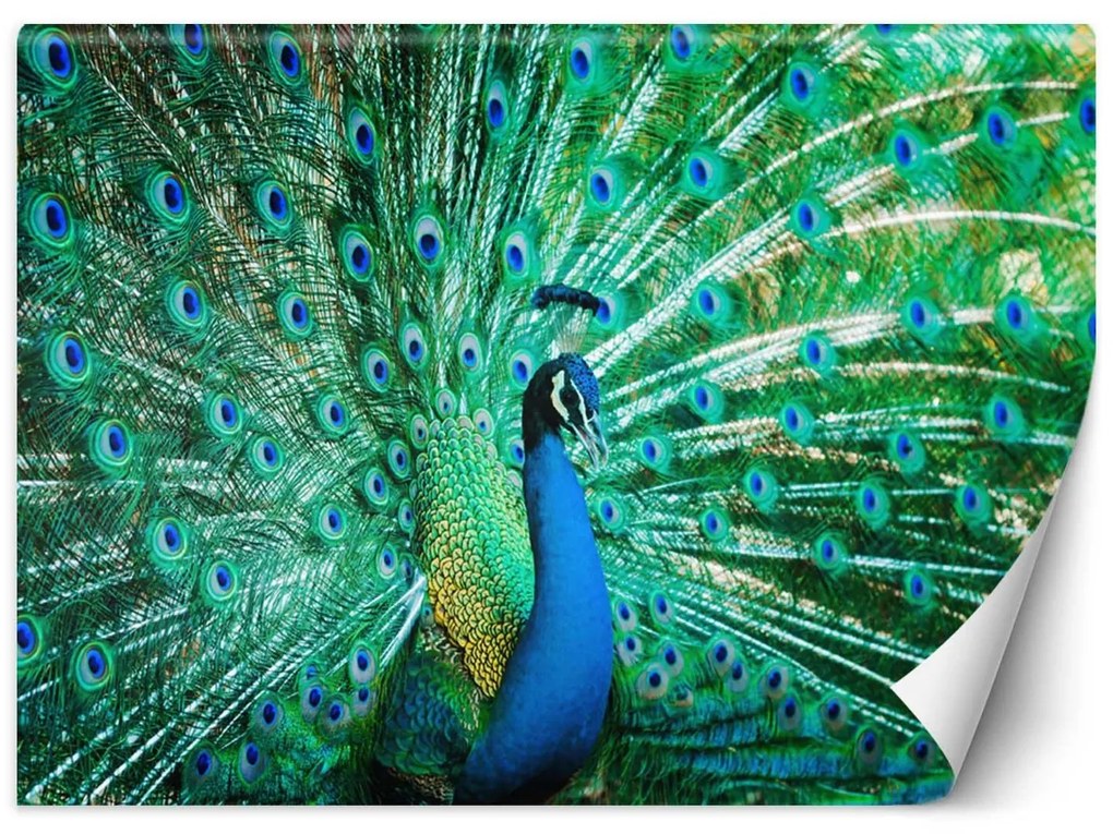 Gario Fotótapéta Színes páva Anyag: Vlies, Méret: 350 x 245 cm