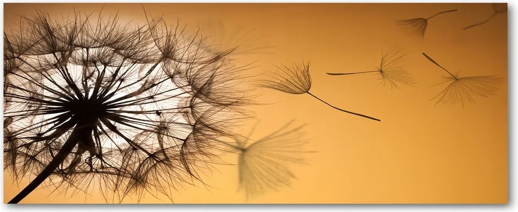 Modern üvegpanel a konyhába Pitypang XXL