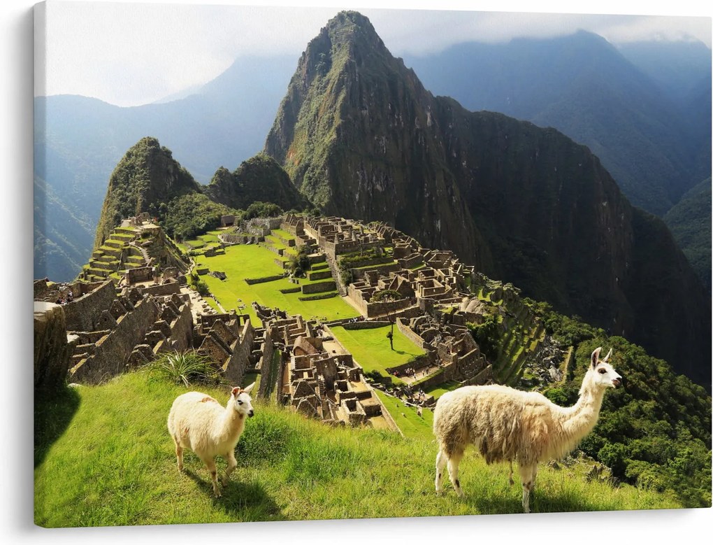 Kép - Lámák Machu Picchuban (70x50 cm)
