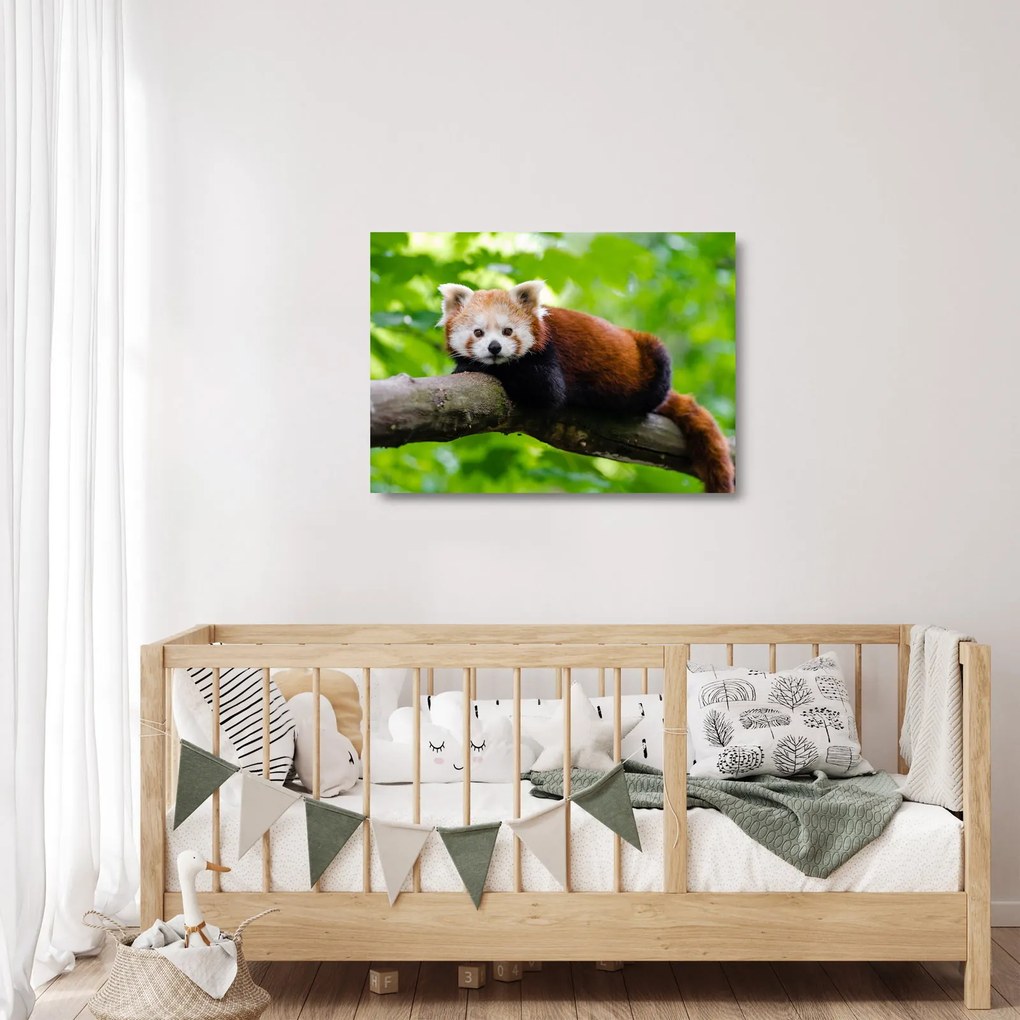 A vörös panda képe (üvegen) (70x50 cm)