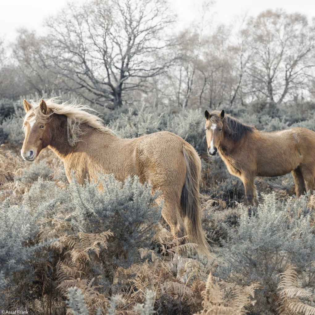 Poszter 20x20cm Lovak a vadonban, Assaf Frank