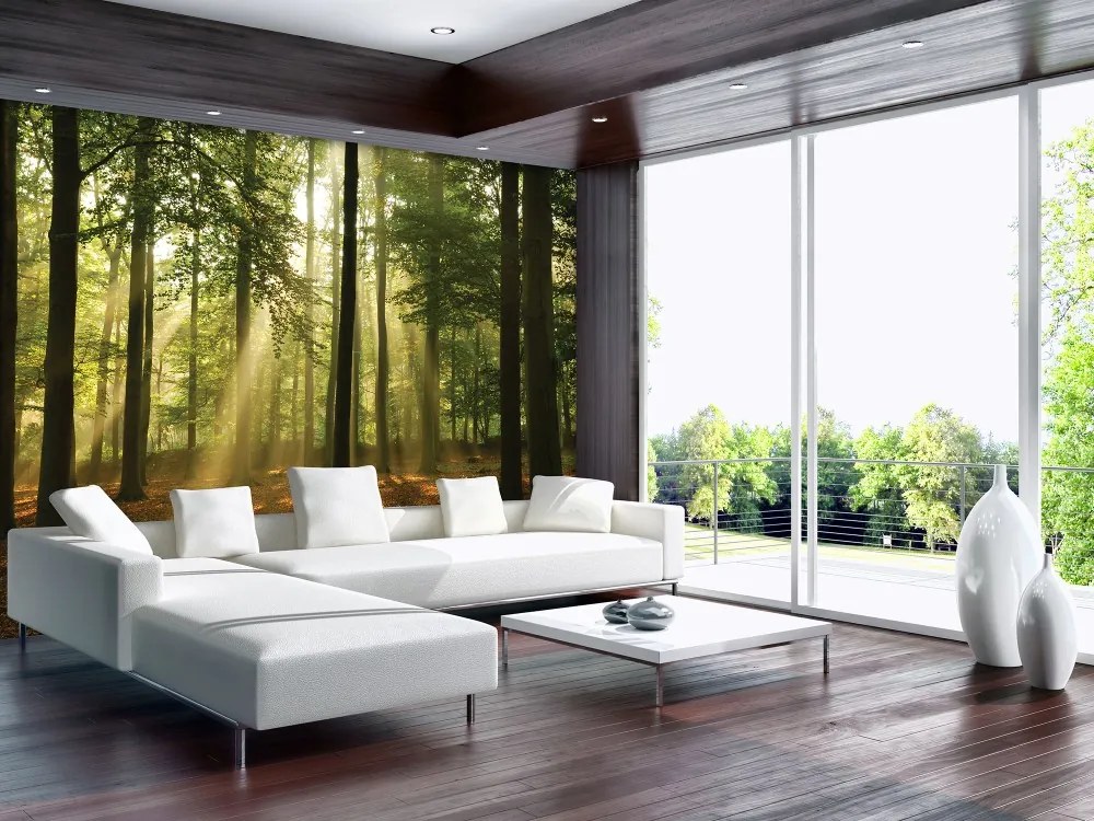 Erdő poszter, fotótapéta, Vlies (400 x 280 cm)