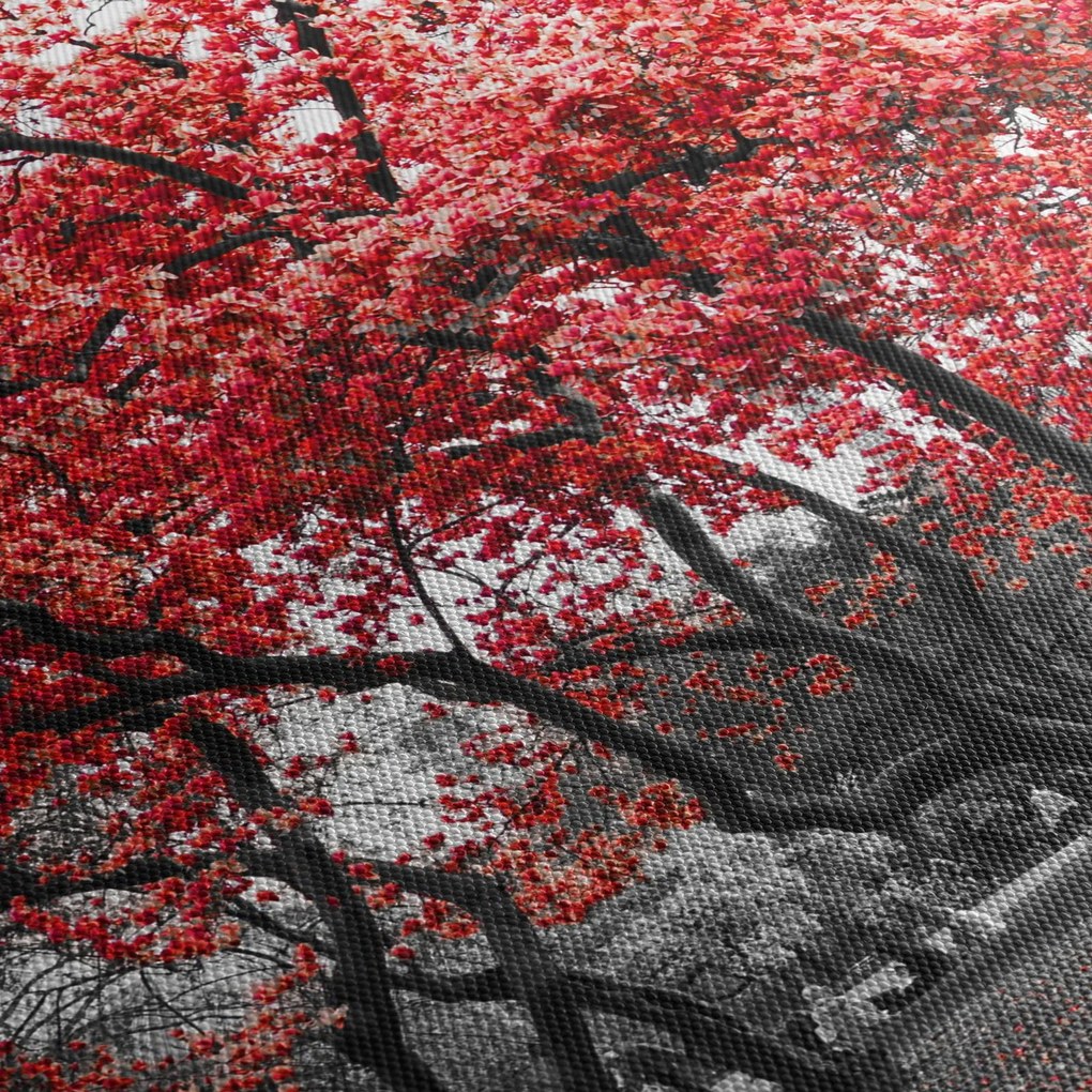 Kép - vörös fák, Central Park, New York (90x60 cm)