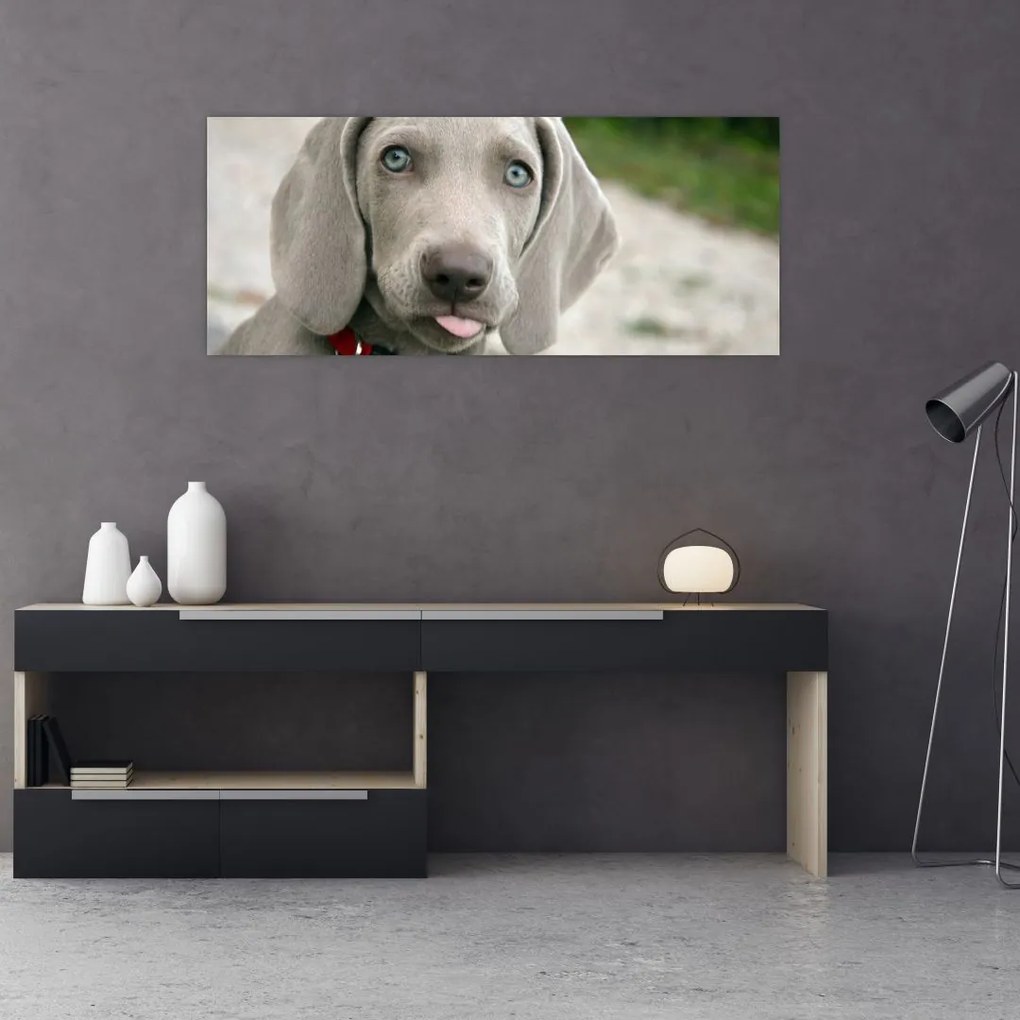 Kép - weimaraner kölyökkutya (120x50 cm)