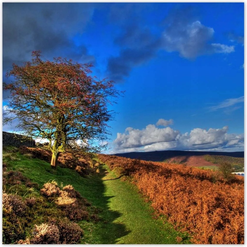 Poszterek 100x100 Fa a kilátásban