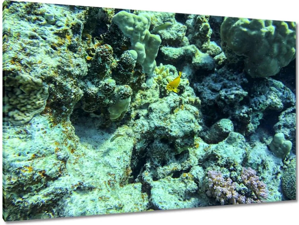 Festmények 120x80 Víz alatti világ a zátonyon