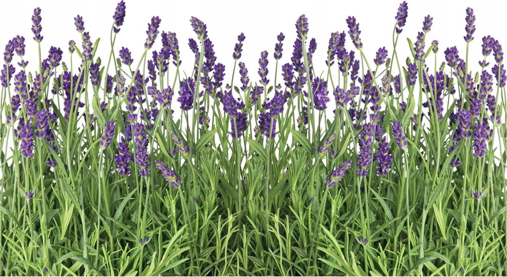 Flizelin fotótapéta Levendula nyugalom Provence otthon 254x184 +ragasztó