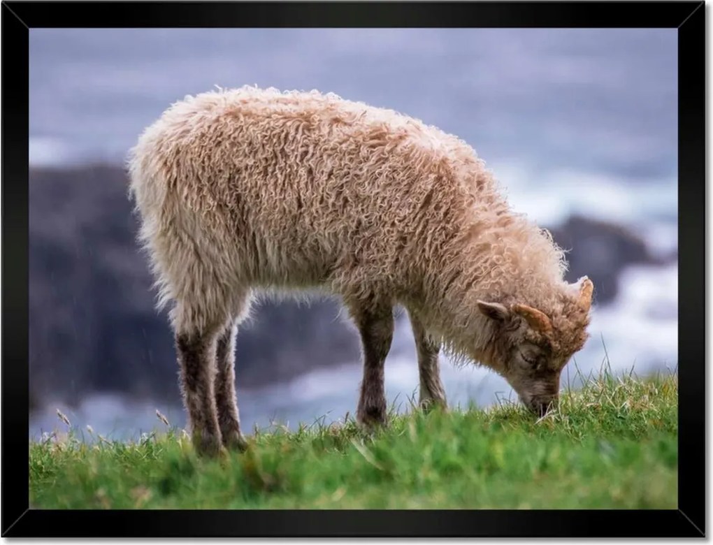 Poszterek keretben 40x30 Juh legeltetés Bárányok