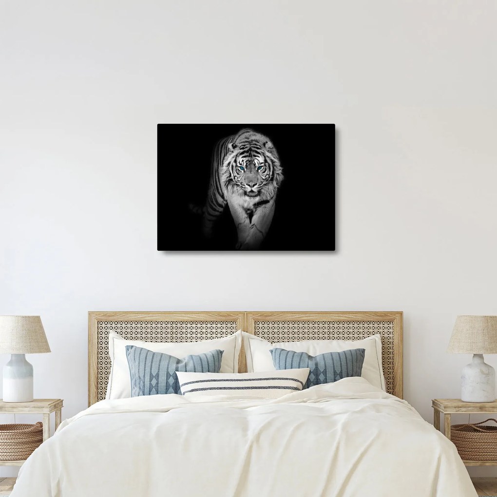 Kép - Tigris kék szemekkel (70x50 cm)