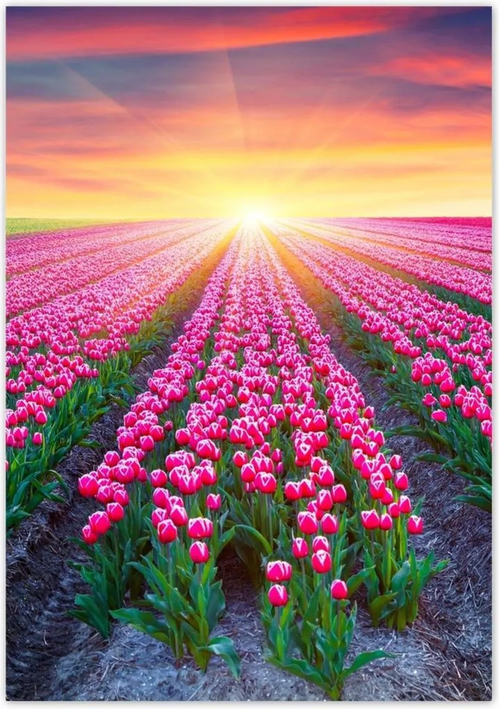 Poszterek 70x100 Tulipánok tengere Virágok