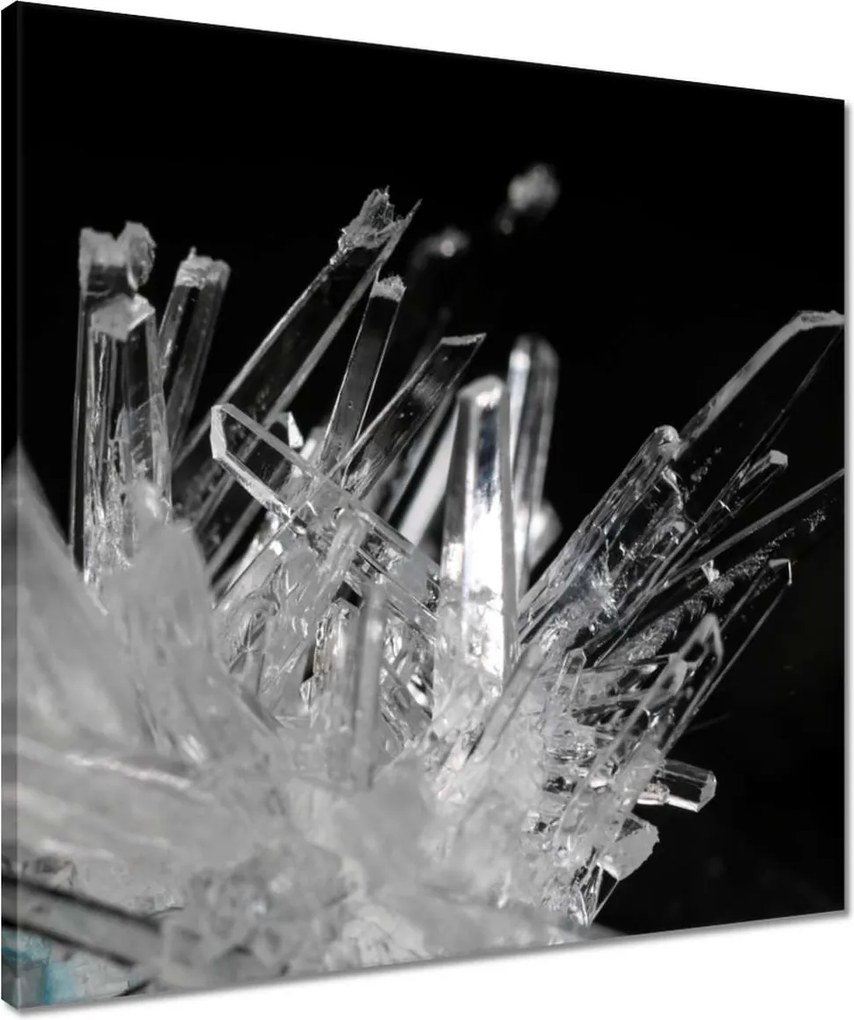 Vászonkép 50x50 Makrofotó MacroFoto