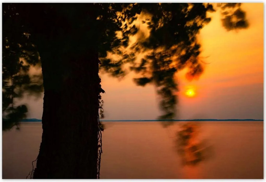 Poszterek 185x125 Fa Napnyugta