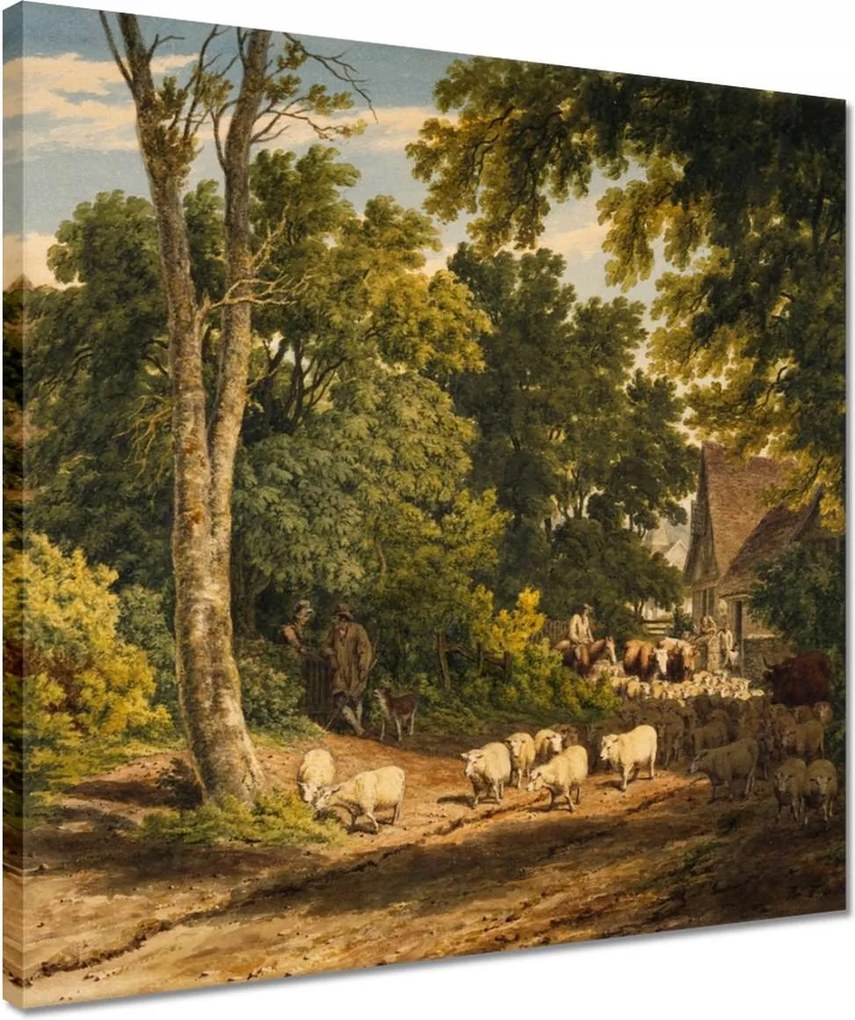 Vászonkép 40x40 Bárányok bárányok