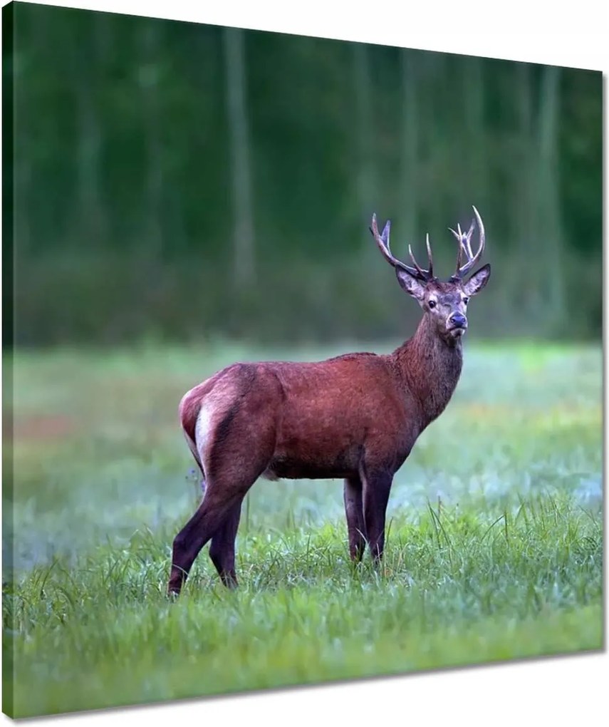 Vászonkép 50x50 Szarvas Erdő Tájkép