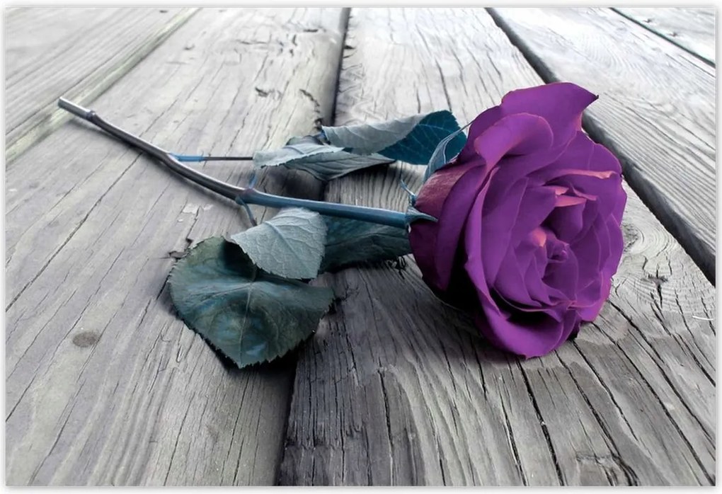 Poszterek 200x135 Lila rózsa padló