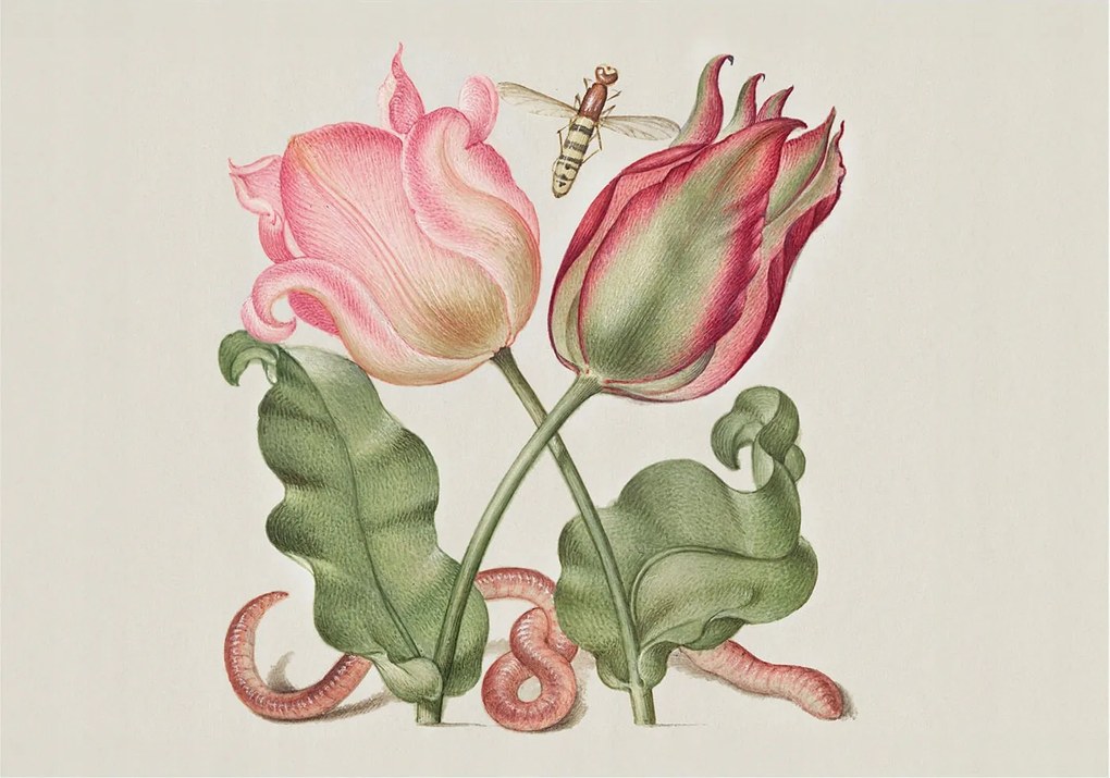 Fotótapéta Flizelin Hálószoba Nappali Tulipán szépség 208x146 Ragasztó