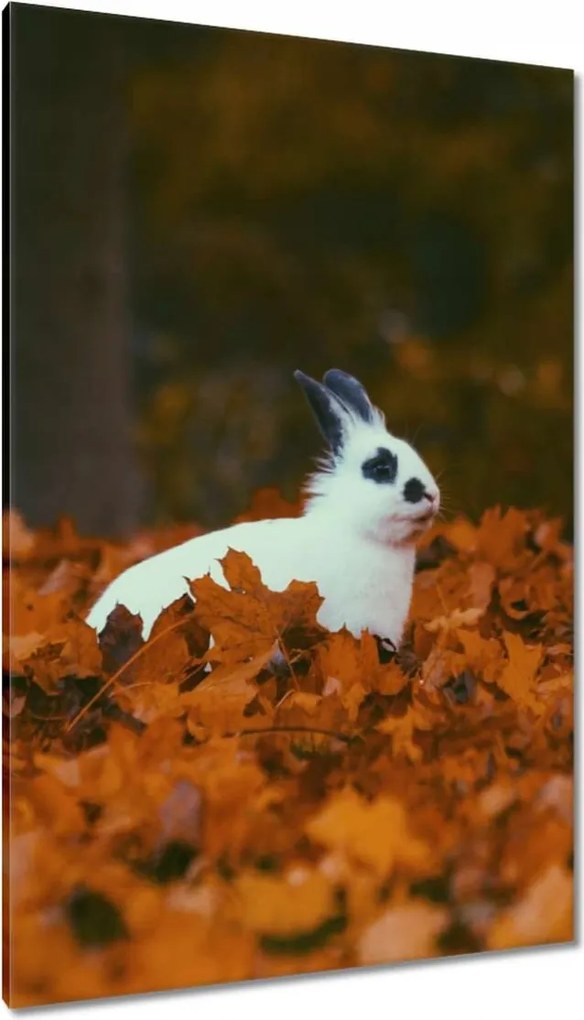 Vászonkép 80x120 Állatok