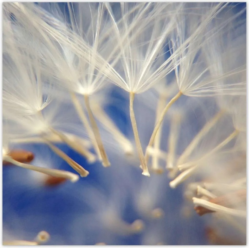 Poszterek 100x100 Pitypang Virág Virágok