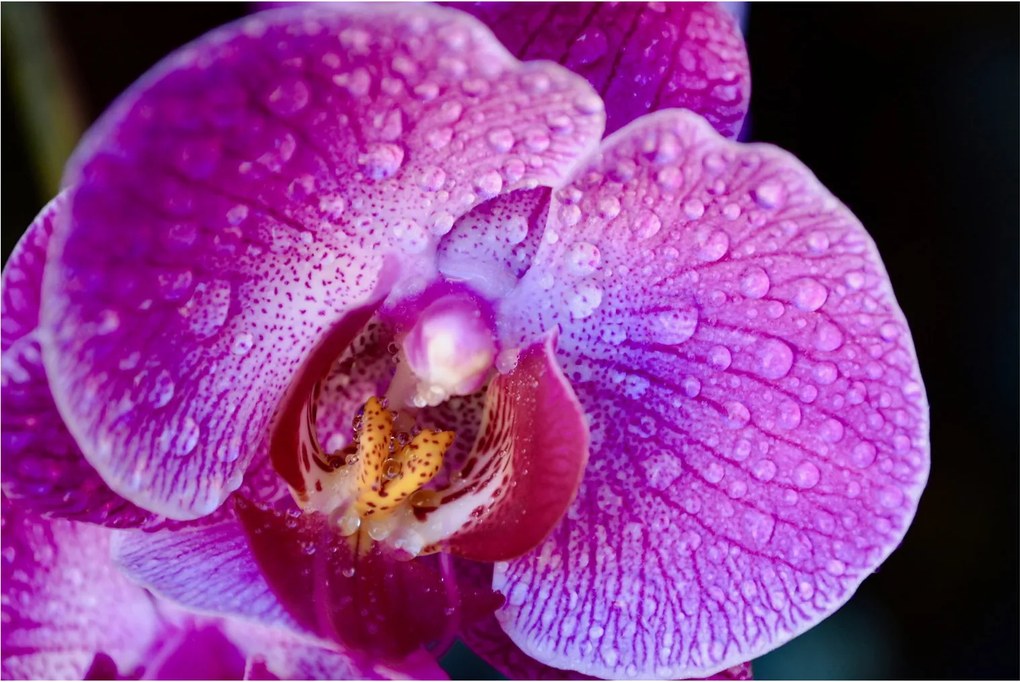 Részletes kép az orchidea virágról (90x60 cm)