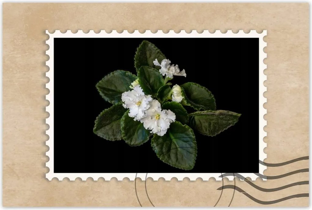 Poszter 60x40 Fehér jázminvirág