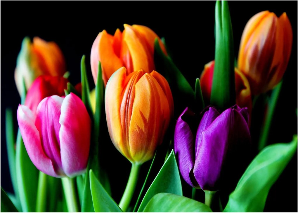 Tulipánok képe fekete alapon (70x50 cm)