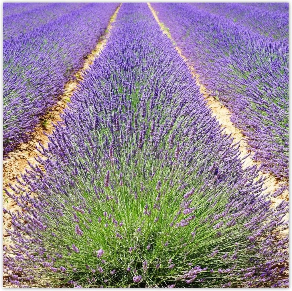 Poszterek 100x100 Levendula