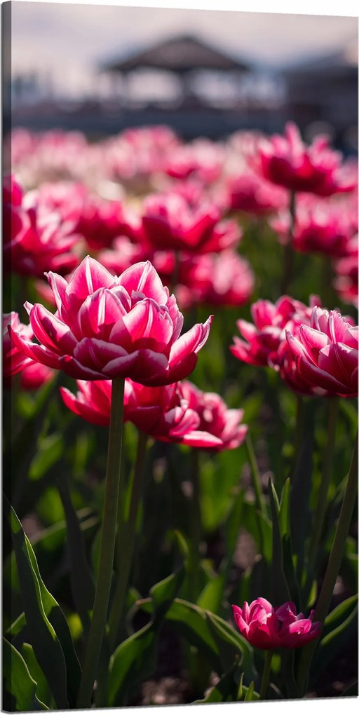 Botanika Vászonkép Tulipánmező 60x120 cm