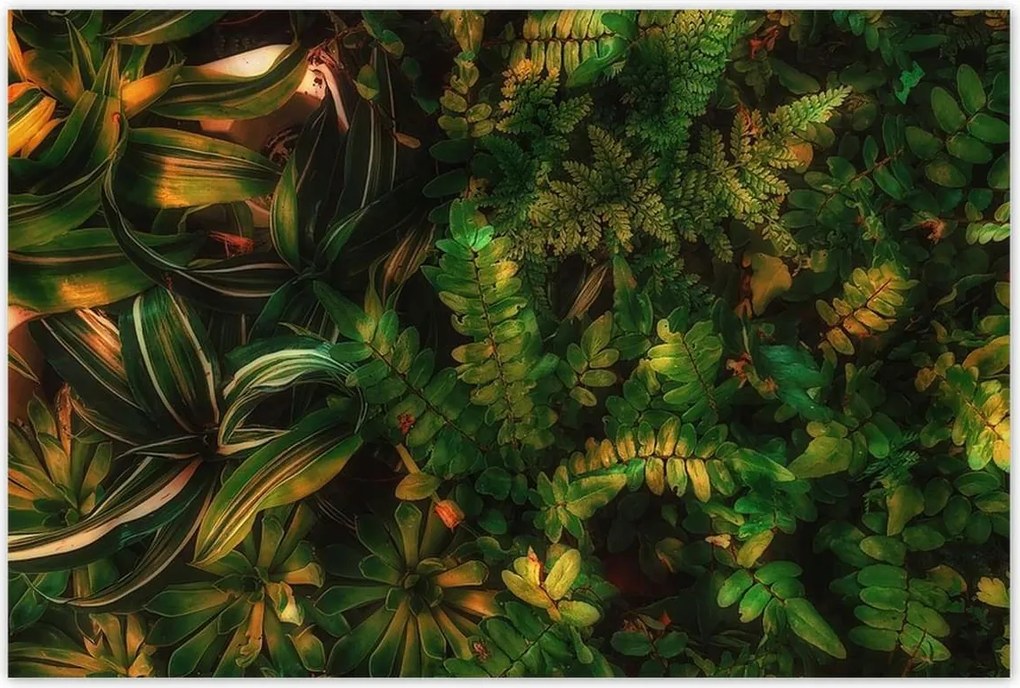 Poszterek 120x80 Trópusi levelek Levelek