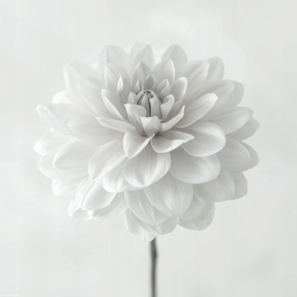 Poszter 30x30cm Dália virág fehér alapon, Assaf Frank