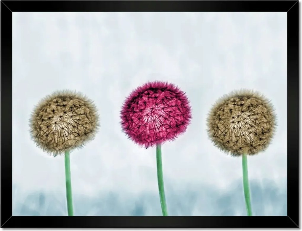 Poszterek keretben 40x30 Pitypangok