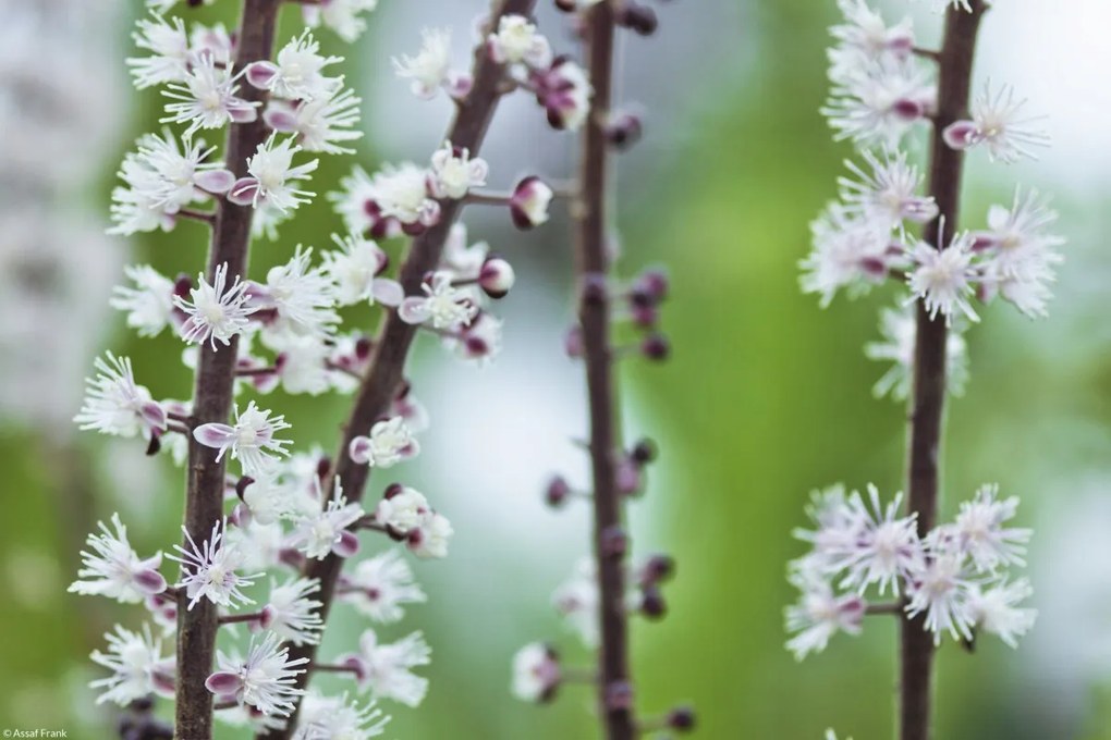 Poszter 30x20cm Virágok Actaea, Assaf Frank