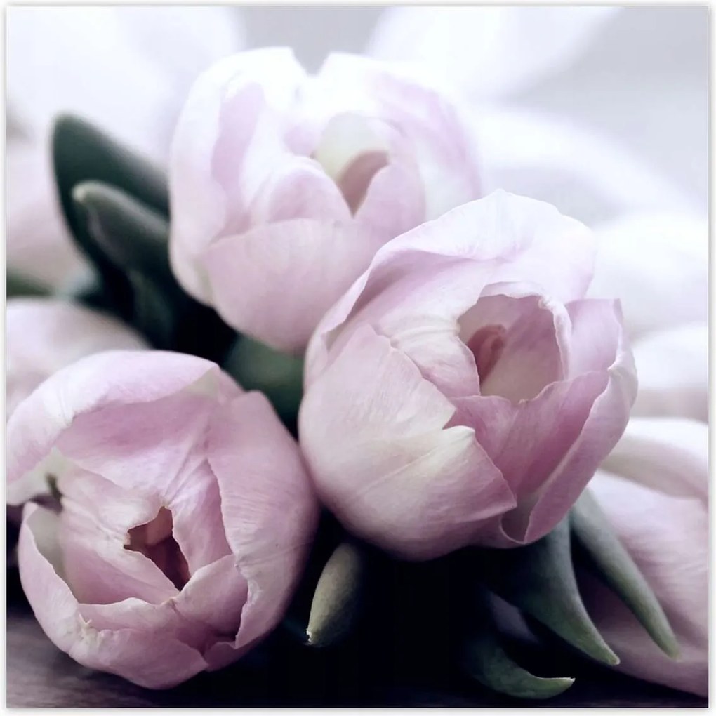 Poszterek 100x100 Tulipánok Virágok