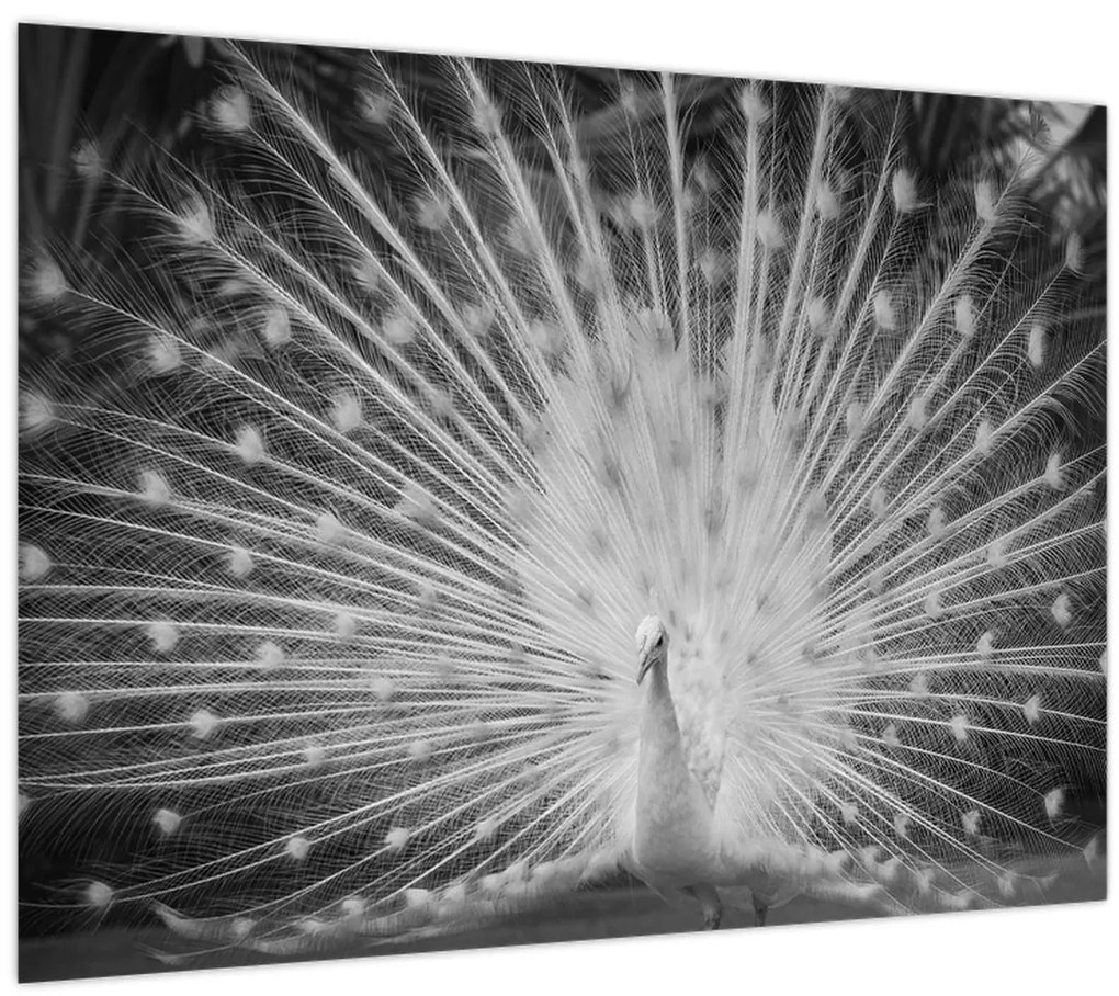 Üveg kép - Fehér páva (70x50 cm)