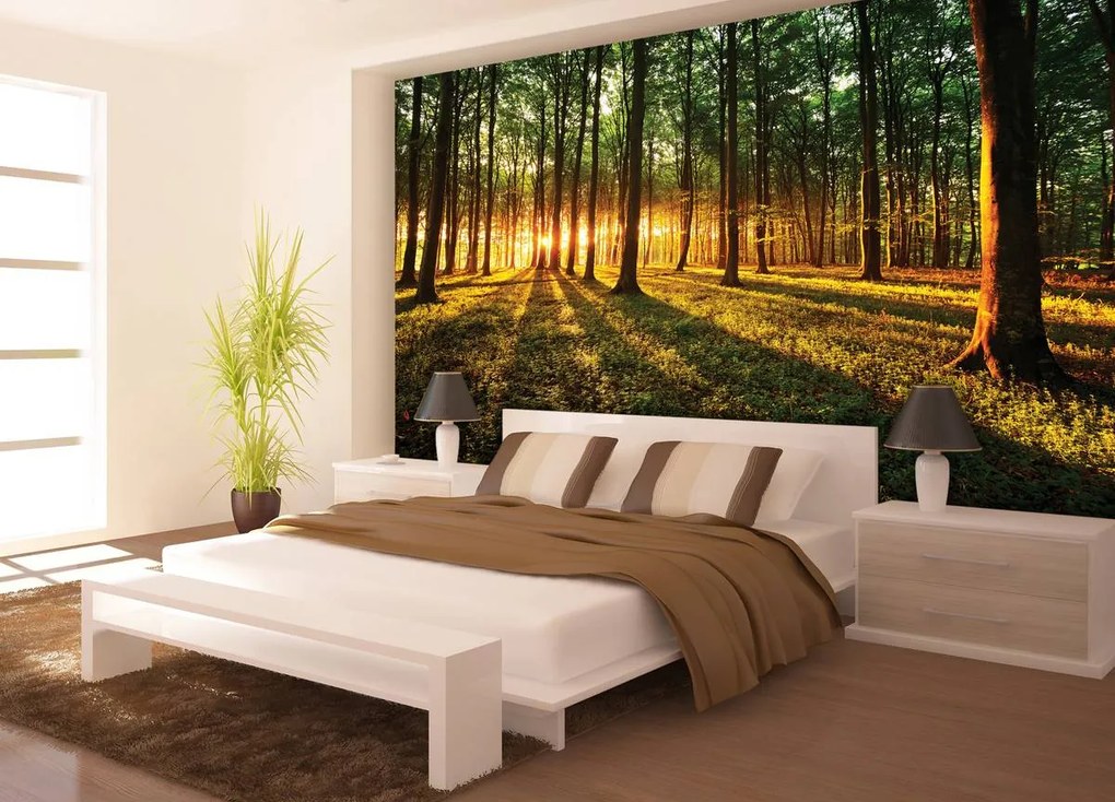 Fotótapéta - Sugarak az erdőn át (152,5x104 cm)