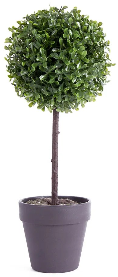 Bukszus fa cserépben fekete