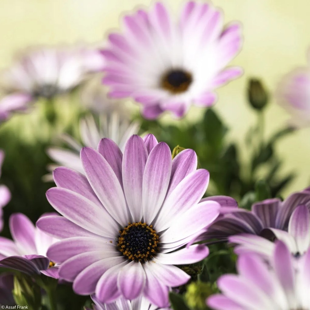 Poszter 20x20cm Virágok Osteospermum, Assaf Frank