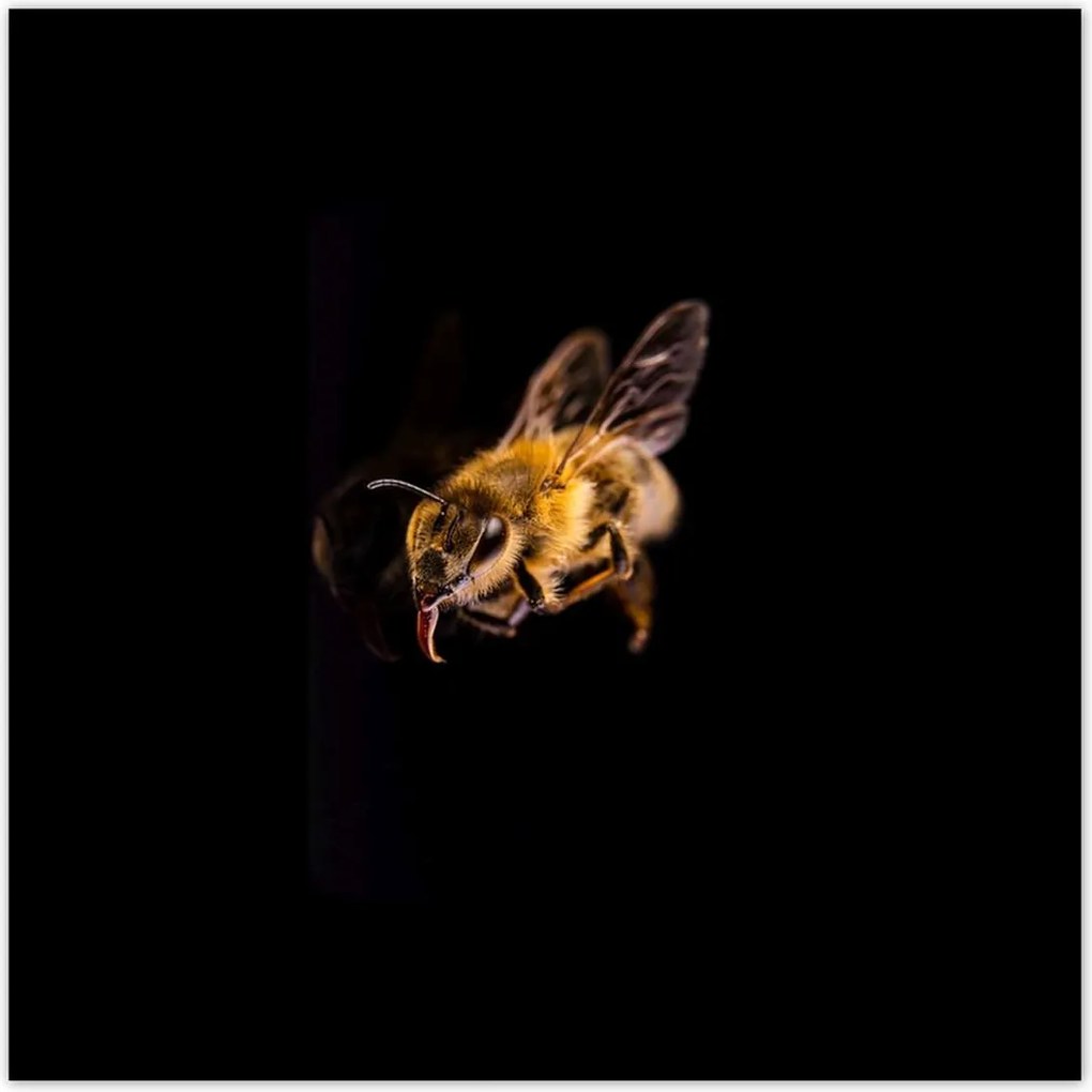 Poszterek 140x140 Halott mézes méh