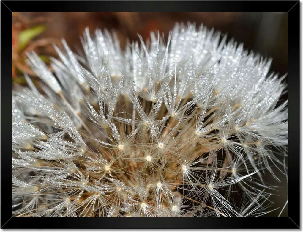 Poszterek keretben 40x30 Pitypang Virág Virágok